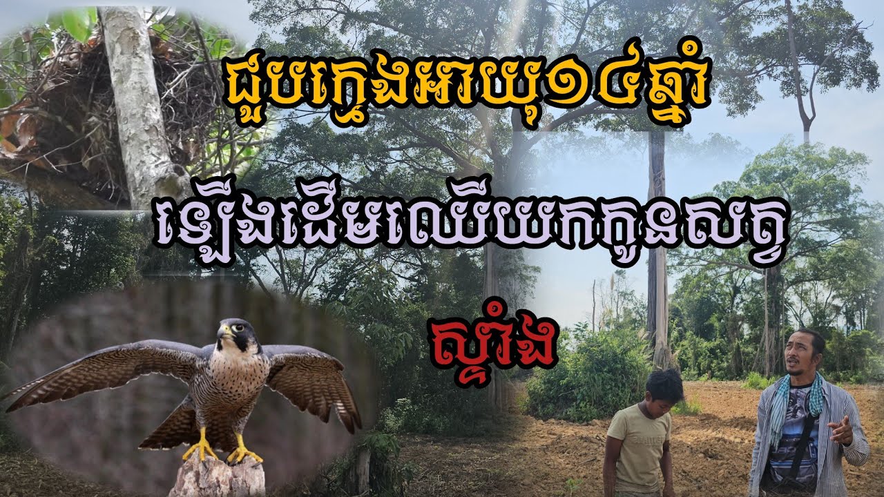 ជួបក្មេងប្រុសអាយុ១៤ឆ្នាំឡើងដើមឈើយកកូនសត្វស្ទាំង