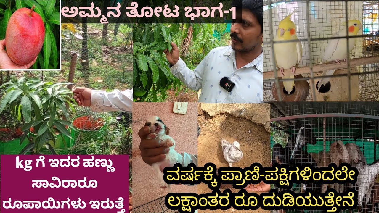 ಇವರ ಒಂದುವರೆ ಎಕರೆಯಲ್ಲಿ ಮನೆ ಮತ್ತು ತೋಟ.. ಇದರ ಜೊತೆಗೆ ಪಾರಿವಾಳ ಕೋಳಿ ಹೈಬ್ರಿಡ್ ನಾಯಿಗಳು ಟಗರು ಇವೆಲ್ಲದರ ಜೊತೆ..