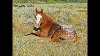 APPALOOSA 50 MILE ENDURANCE RIDE