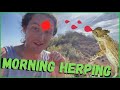 Breakfast with a horned lizard horny toad herping phoenix az june 2023  herpin hippie