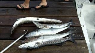 Fresh Caught Barricuda