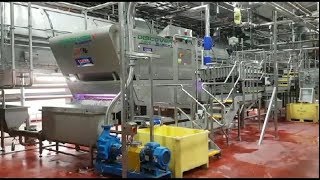 Discovery optical sorting machine for rehydrated beans | Raytec Vision