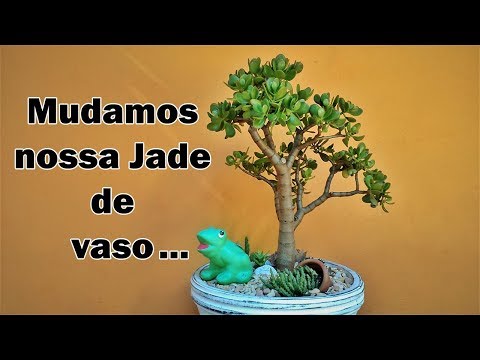 Vídeo: A planta de bálsamo de abelha: como cultivar e cuidar de plantas de bálsamo de abelha