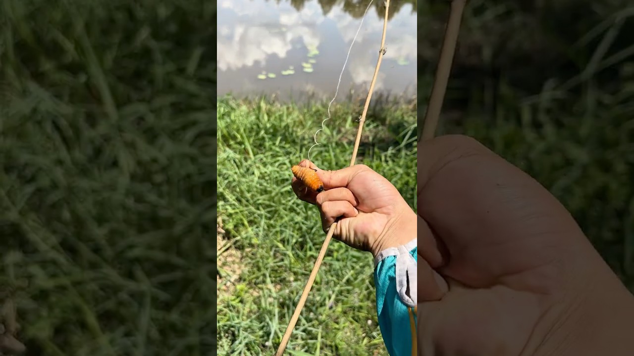 Dùng đuông dừa câu cá cực bất ngờ! #fishing #cauca #shorts