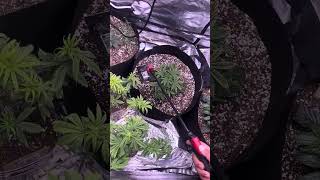 4x4 6 fastbuds auto flowers! 62 days from being fresh dirt babies!