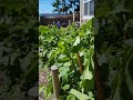 Dahlia Garden Summer '26 #dahlia #flowers #garden #asmr #summer