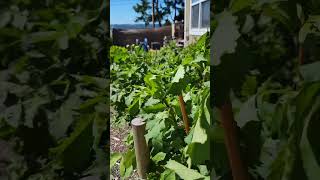 Dahlia Garden Summer '26 #dahlia #flowers #garden #asmr #summer
