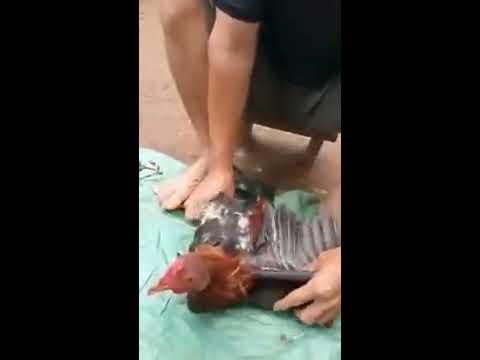 فيديو: كيفية قطع ذليل الديك