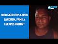 Wild Gaur Hits Car in Sanguem, Family Escapes Unhurt