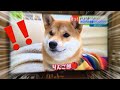 柴犬りんご郎 中京TVのキャッチに初出演！