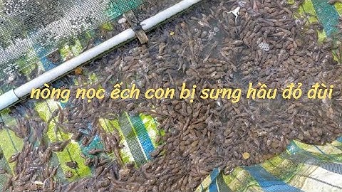 Nòng nọng bị bệnh sưng hầu đỏ đùi cách phong trị |ếch vlog