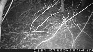 Japanese Raccoon Dog Meets Japanese Field Mouse in the Night Forest