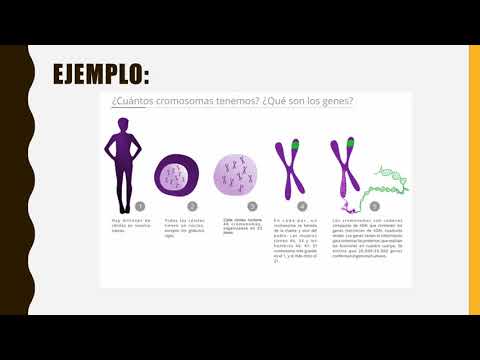 Video: ¿En la herencia citoplasmática se transmiten los caracteres?