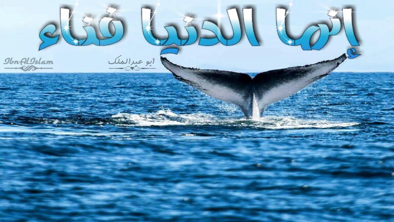 إنما الدنيا فناء – أبو عبد الملك