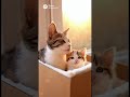 癒されたい人　必見