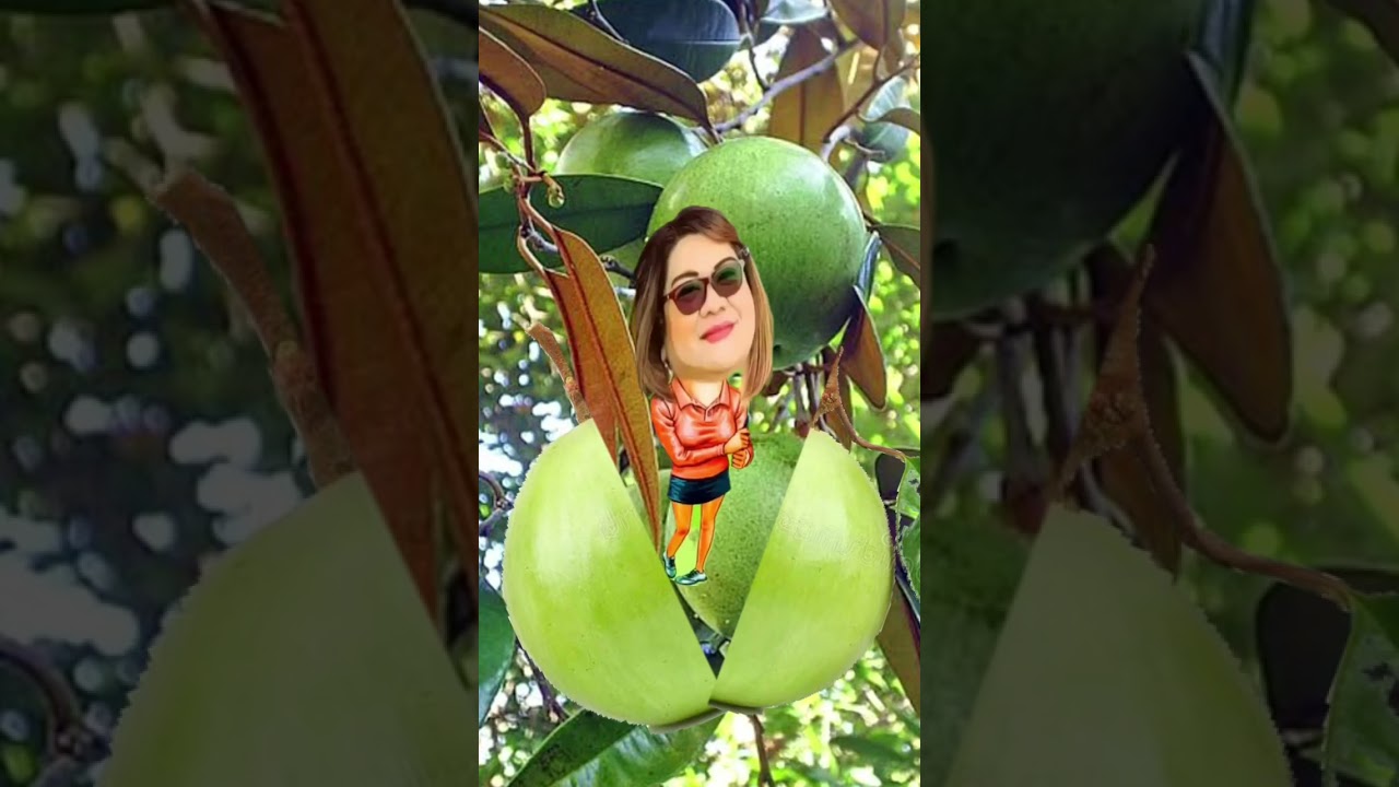 SWEET STAR APPLE VIRAL TEMPLATE 