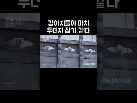 귀여운 거 보는 데 걸리는 시간 5초 #shorts