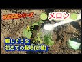 【メロンの栽培】初めてのチャレンジ、(定植)【家庭菜園シリーズ】