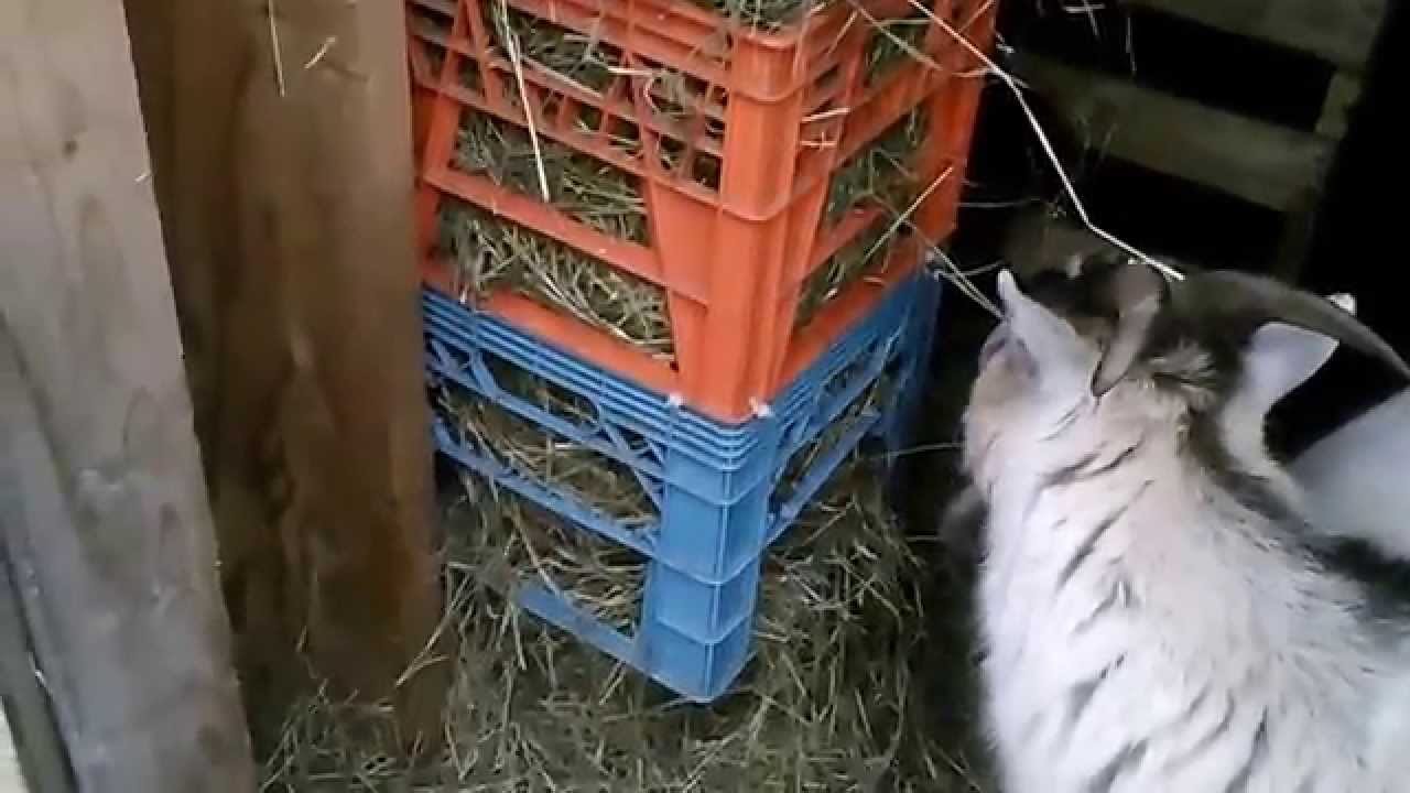 Hay feeder for goats made of milk cases.