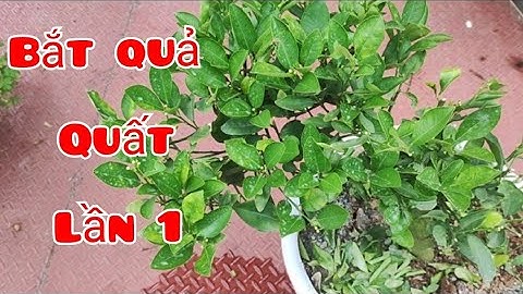 Cách cắt nước bắt quả lần đầu cho cây quất tết | Linh Ste Vlogs