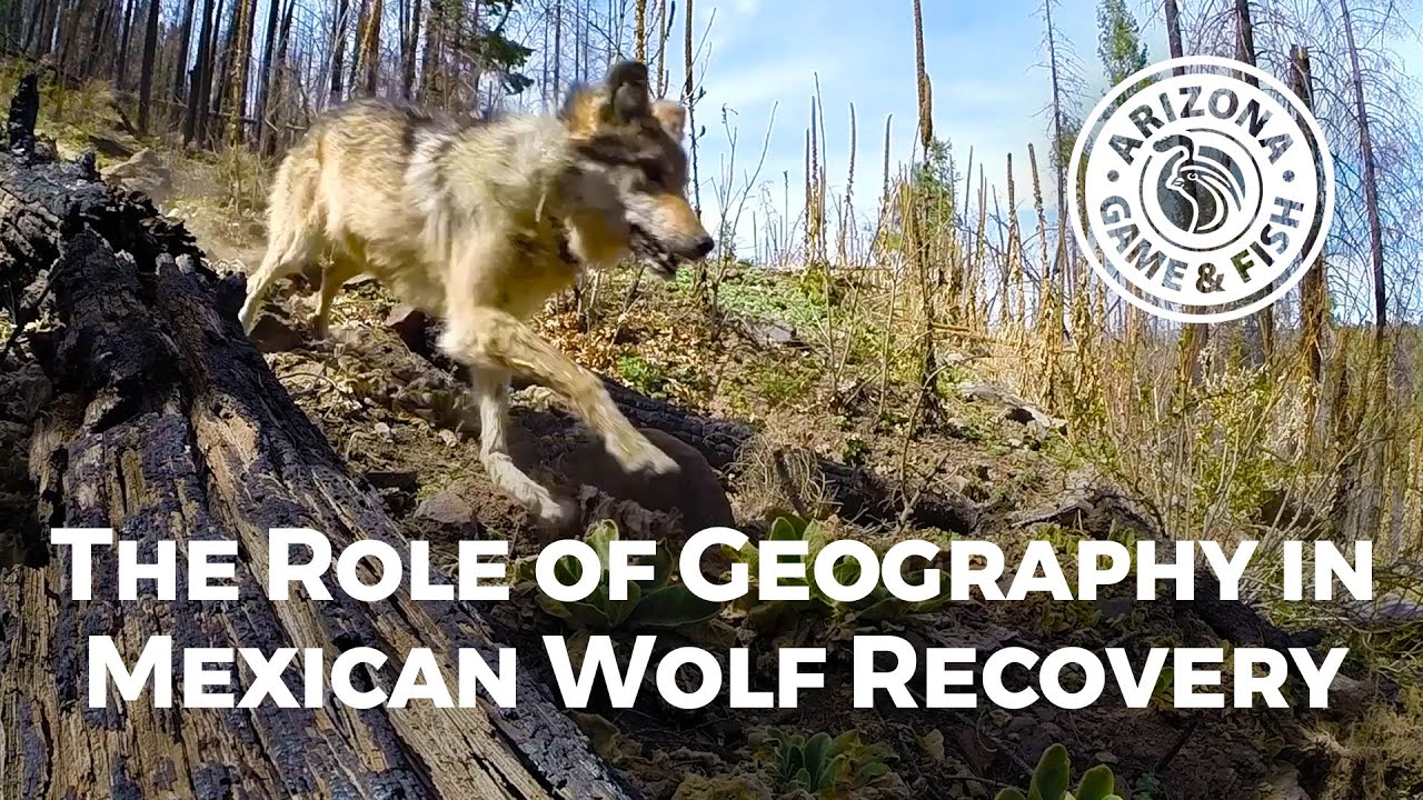 The Role of Geography in Mexican Wolf Recovery