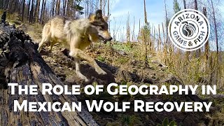 The Role of Geography in Mexican Wolf Recovery