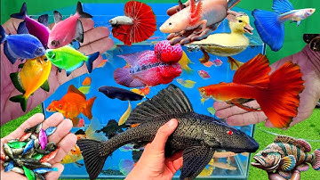 Video tổng hợp cá cảnh đẹp, vịt, vịt con, cá koi, cá trê, cá lau kiếng, cá mập abino