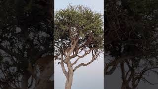 Leopard climbing up the tree to feed