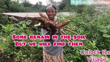 Fast Harvesting Cassava: Maximize Yield with Easy Agriculture Technology