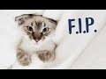 Does My Kitten Have F.I.P.?