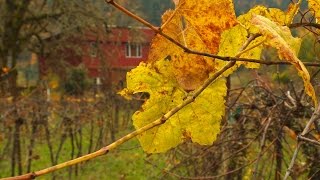 Grant's Getaways:  Vines, Wines, and Fall Color