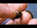 スズメバチから寄生ウジ虫の脱皮殻を取り除く Removing the moulting shells of parasitic insects left on the hornet abdomen