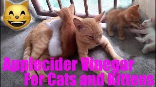 Applecider Vinegar for Cats and Kittens