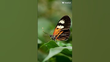 سورة المزمل _ الأية : 8 { واذكر اسم ربك وتبتل إليه تبتيلا }