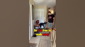 Teaching a large dog the Place command. 🐶❤️ #shorts #dog