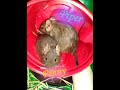 Meet My Degus Penny and Piper