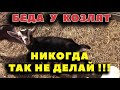 Страшная ошибка в содержании козлят!