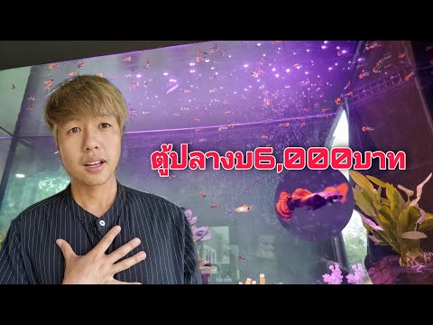 ตู้ปลาหางนกยูงงบ6000บาท เลี้ยงปลาตัวน้อยรวมกันได้นับร้อยตัว?