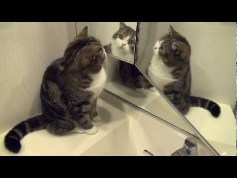 Video: Կորոնավիրուսը կատուներում