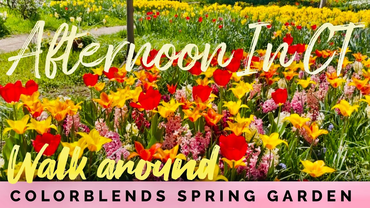 Colorblends Bridgeport Ct Connecticut daffodils tulips flowers spring
