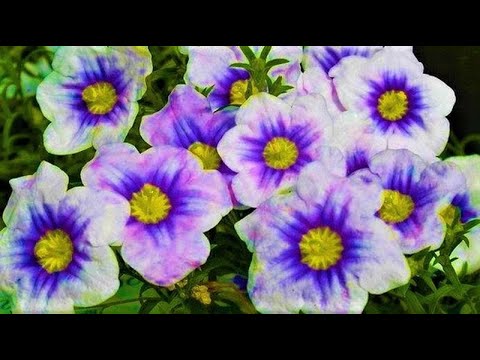 Видео: Хүйтэн тэсвэртэй юкка сортууд: 4-р бүсийн цэцэрлэгт юкка ургамал тариалах