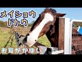 メイショウドトウ『名馬と癒しの時間』お耳がかゆい