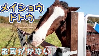 メイショウドトウ『名馬と癒しの時間』お耳がかゆい