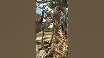 🔥 Keo liền sẹo NISO Nhật Bản -Vết cắt sạch – Cây liền sẹo nhanh – Không lo thối mục#bonsai #caycanh