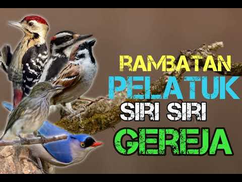 MASTERAN GEREJA TARUNG (TEMBAKAN RAPAT) SUARA JERNIH