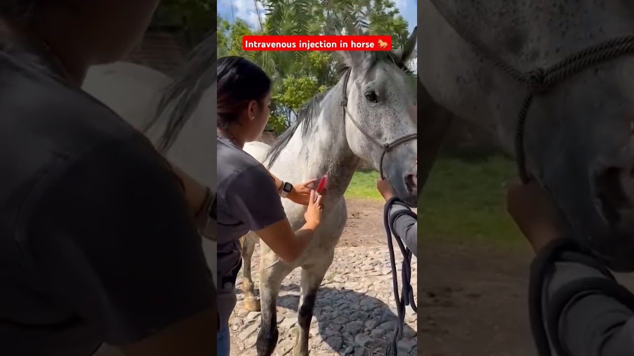 Daily routine of veterinary Doctor 🩺🥼💕