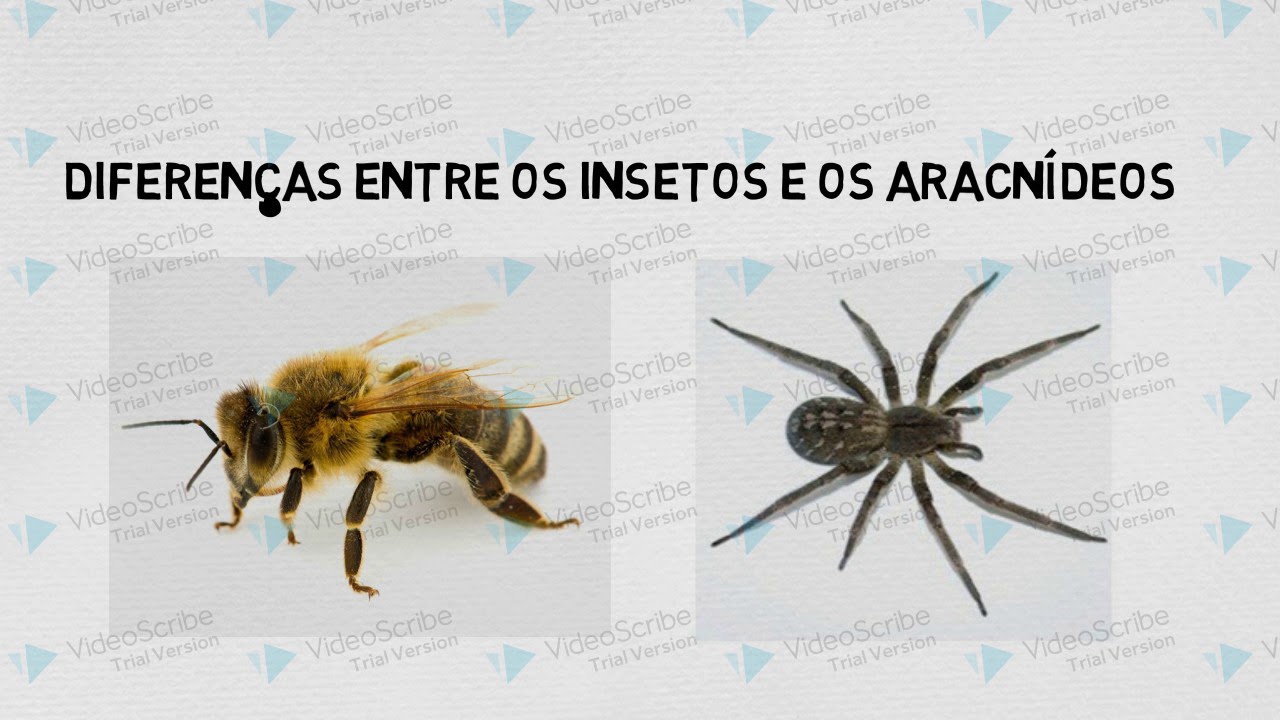 Diferença insetos e aracnídeos - YouTube