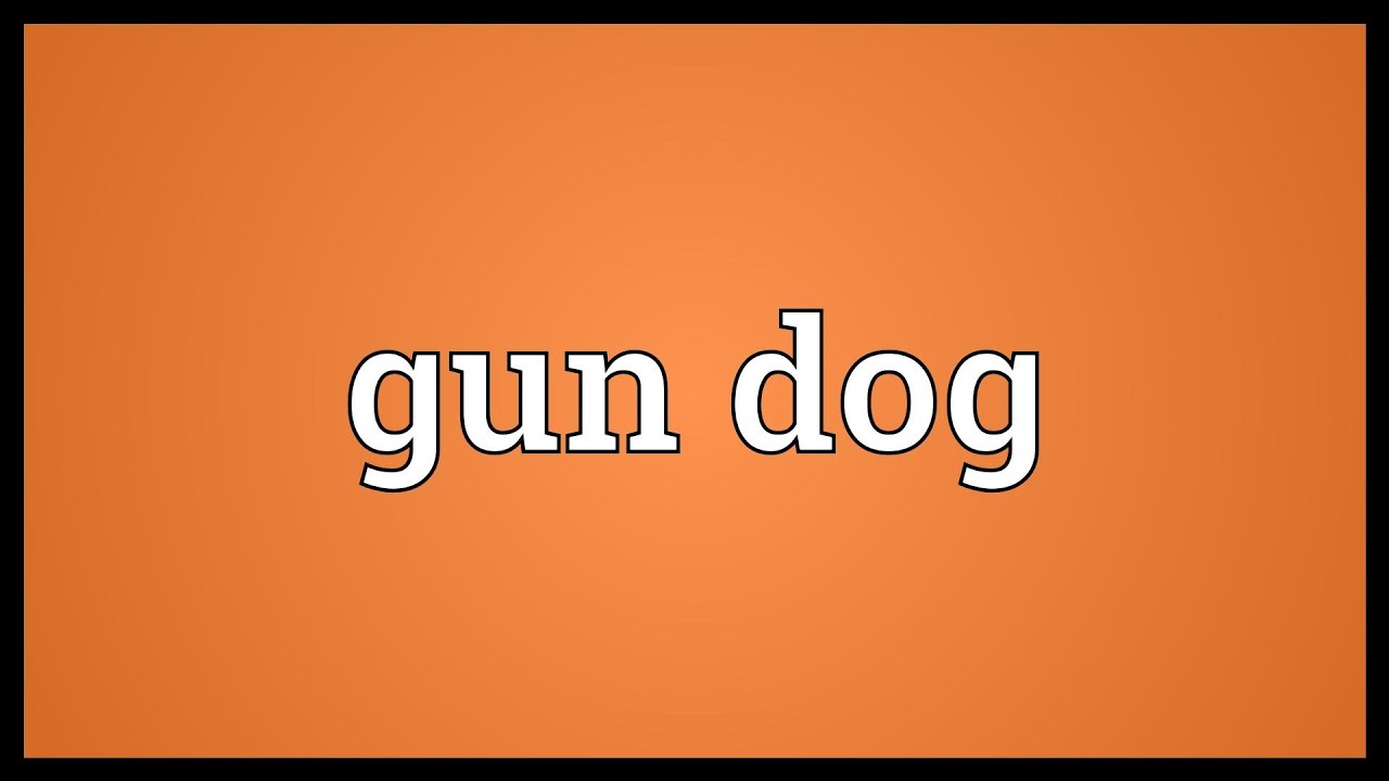 Gun dog Meaning YouTube