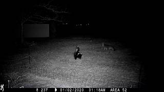 Skunk chasing Grey Fox