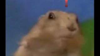 Metal Gear Solid Drama Prairie Dog